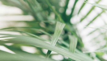 The image shows a close-up of green palm fronds with a soft, blurred background, creating a serene and tropical atmosphere.